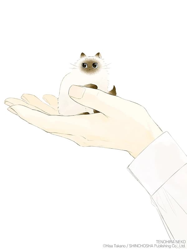 손바닥 고양이